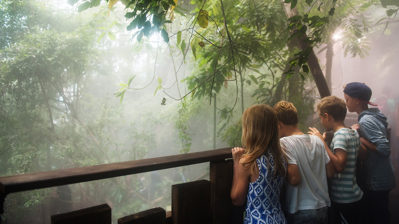 Barn tittar ut över Regnskogen.