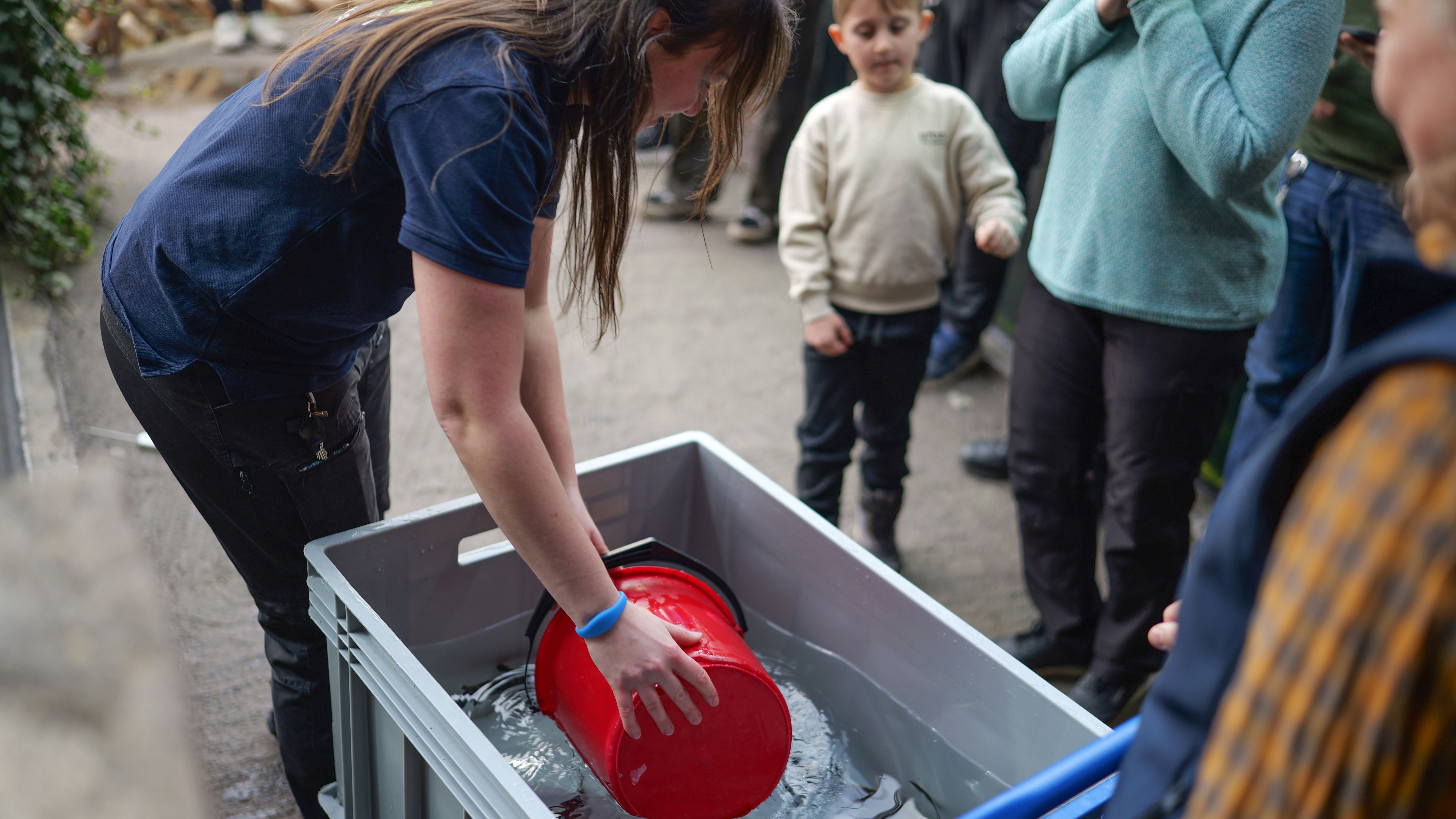 Störarna på väg ut i Vildmarken. 