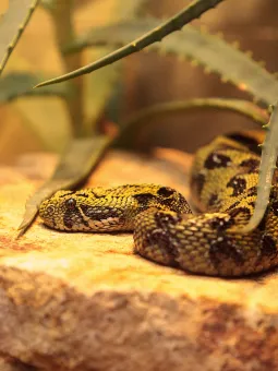 Etiopisk bergshuggorm i Reptilariet.