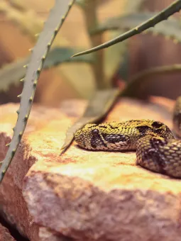 En etiopisk bergshuggorm i ett reptilarie.