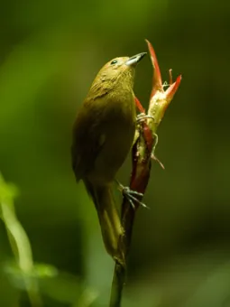 Brasiliansk tangara i Regnskogen.