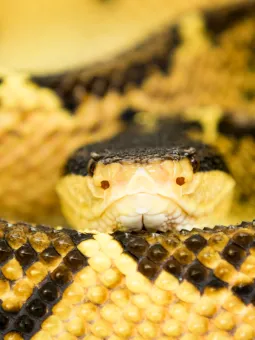 Svarthövdad bushmaster
