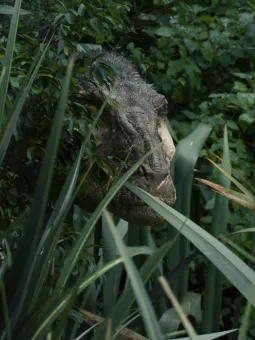 Stillbild från T.REX