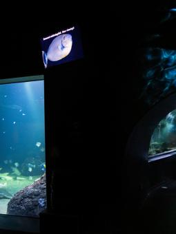 Inne i Akvariehallen syns flera människor som tittar på fiskar och hajar som bor där.