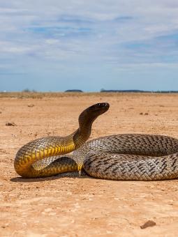 Världens giftigaste orm Inlandstaipan ligger på en stäpp i solen.