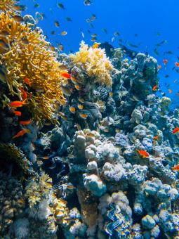 Flera stim med småfisk simmar nere i ett korallrev. Havet är blått och fiskarna i glada färger.