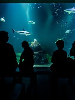 En familj sitter framför oceantanken inne i Akvariehallen och tittar på de svartfenade revhajarna.