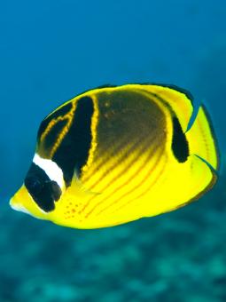 Maskerad fjärilsfisk från sidan. Den har ett svart rand över ögat som ger kontrast mot dess gula kropp.