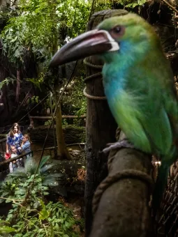 En Rödgumpad tukanett tittar in i kameran. Den sitter på ett räcke inne i Regnskogen. En familj går på upptäcksfärd i bakgrunden.