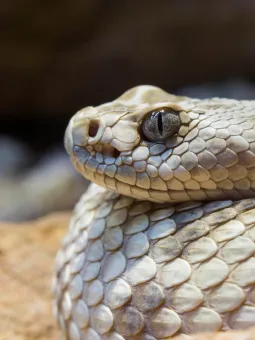 En Santa Catalina huggorm ligger ihoprullad i ett terrarium inne i Reptilariet.