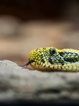 En Månskenshuggorm ligger inne i ett terrarium i Reptliariet. 
