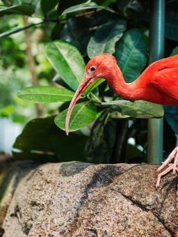En röd Ibis från går inne i Regnskogen