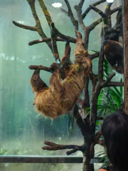 Sengångare i Regnskogen.