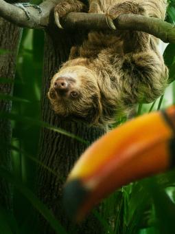 En sengångare hänger upp och ner från ett träd och en tuco tukan tittar in i kameran. 