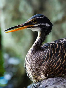 Solrall i Regnskogen.