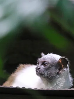 En tvåfärgad tamarinunge tittar nyfiket åt vänster.