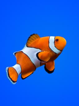 En vanlig clownfisk sedd från sidan. Kroppen är orange med vita stora och svarta mindre ränder.