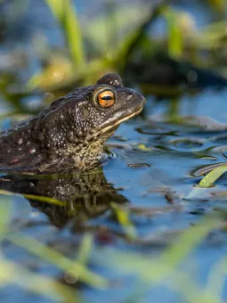 Vanlig padda