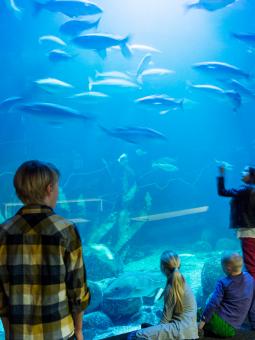 Besökare står framför västerhavstanken inne i Akvariehallen.
