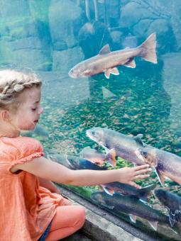 En mamma och hennes barn sitter framför ett akvarium inne i Vildmarken och tittar på de fiskar vanligtvis simmar i svenska vatten.