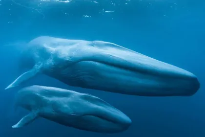 Wisdome: Blue Whales (åk 4-9)