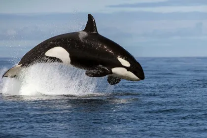 PAKET: Entré + Blue Whales 2D (svenskt tal)