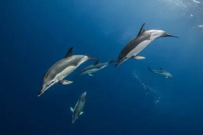 PAKET: Entré + Blue Whales 2D (svenskt tal)