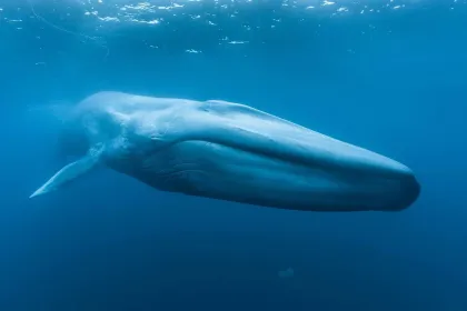 PAKET: Entré + Blue Whales 2D (svenskt tal)