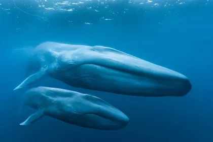 Blue Whales 2D (svenskt tal)