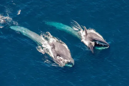 Blue Whales 2D (svenskt tal)