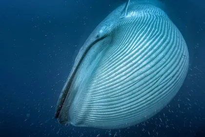 Blue Whales 2D (svenskt tal)