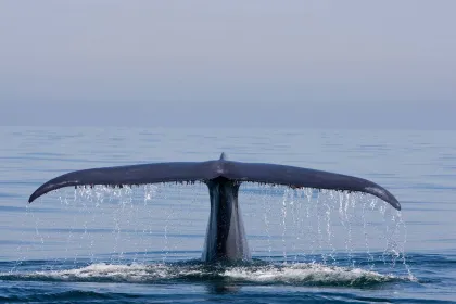 Blue Whales 2D (svenskt tal)
