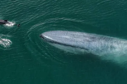 Blue Whales 2D (svenskt tal)