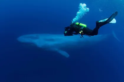 Blue Whales 2D (svenskt tal)