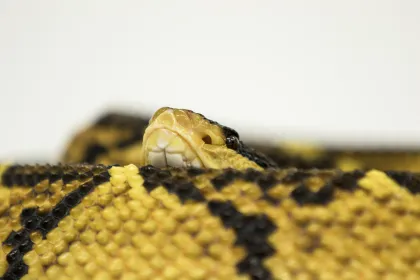 Svarthövdad bushmaster.