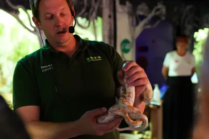 En orm visas upp i Reptilariet av zoolog Daniel Roth.