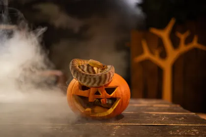 En orm slingrar sig ur en Halloweenpumpa i Fältstationen.