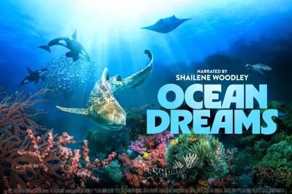 Poster till ocean dreams. Ett hav med koraller, fiskar och en haj.