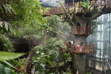 Regnskogen på Universeum.