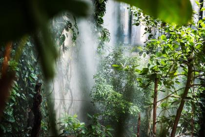 En tropisk regnskog mitt i Göteborg.