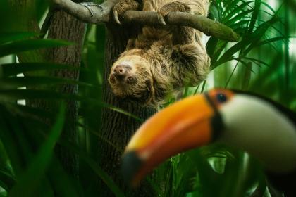 En sengångare hänger upp och ner från ett träd och en tuco tukan tittar in i kameran. 
