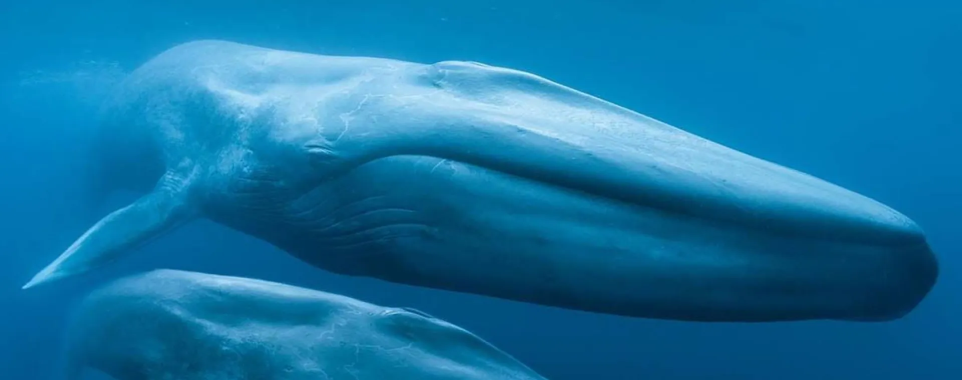 Wisdome: Blue Whales (åk 4-9)
