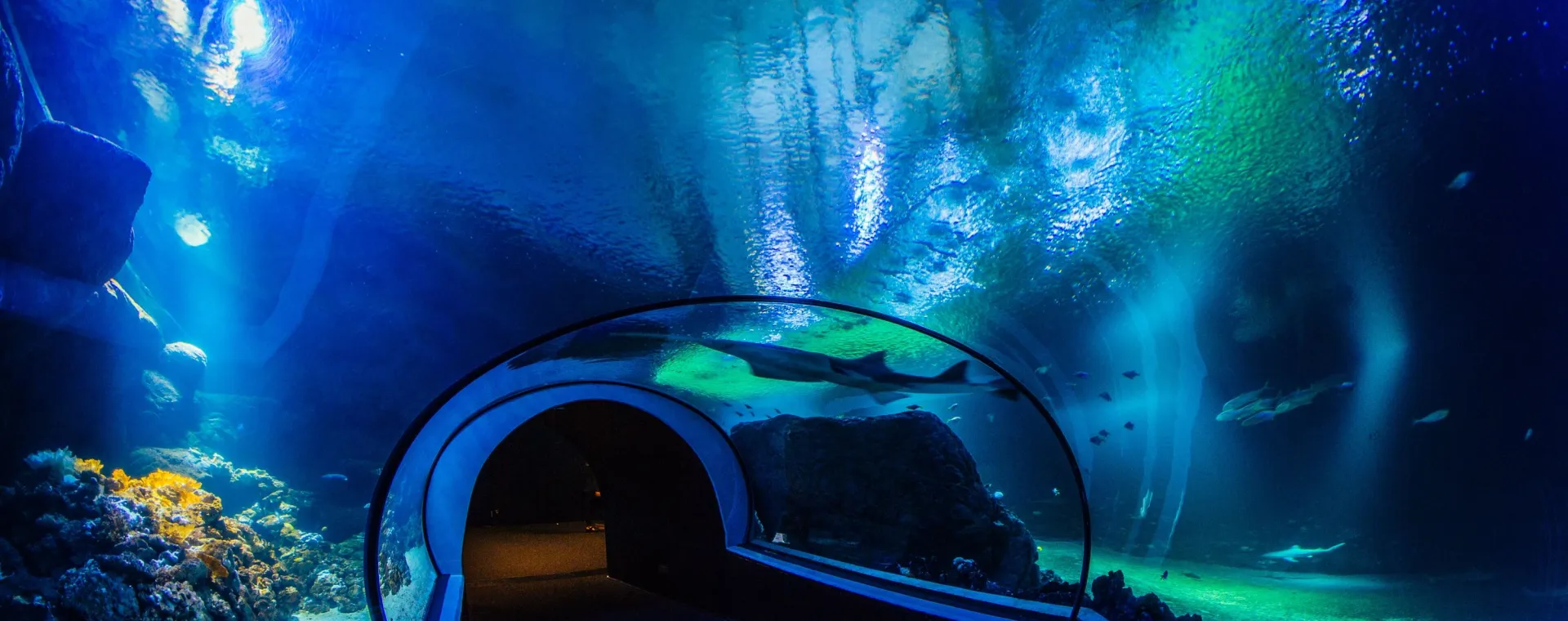 The ocean zone.