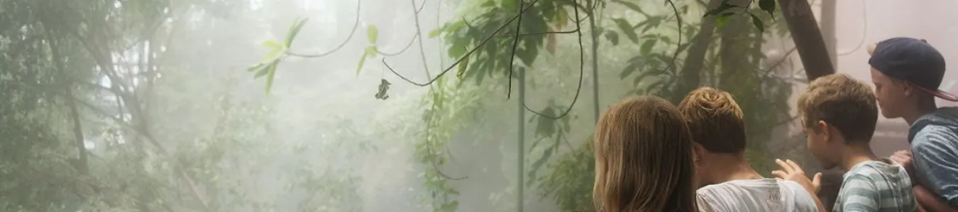 Kampen om regnskogen