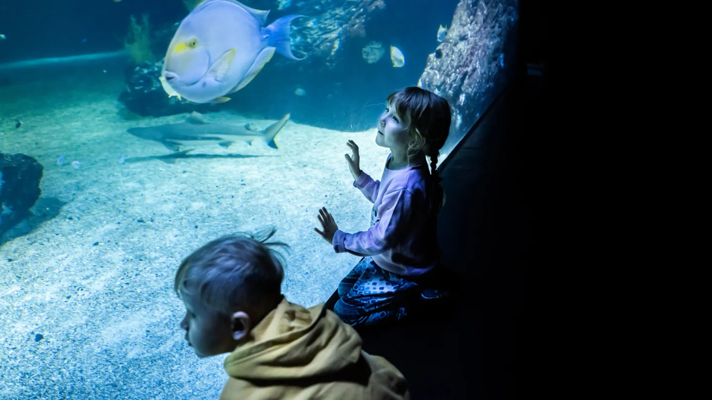 Framme vid oceantankens tjocka glas sitter två barn och spanar på hajarna som simmar där inne.