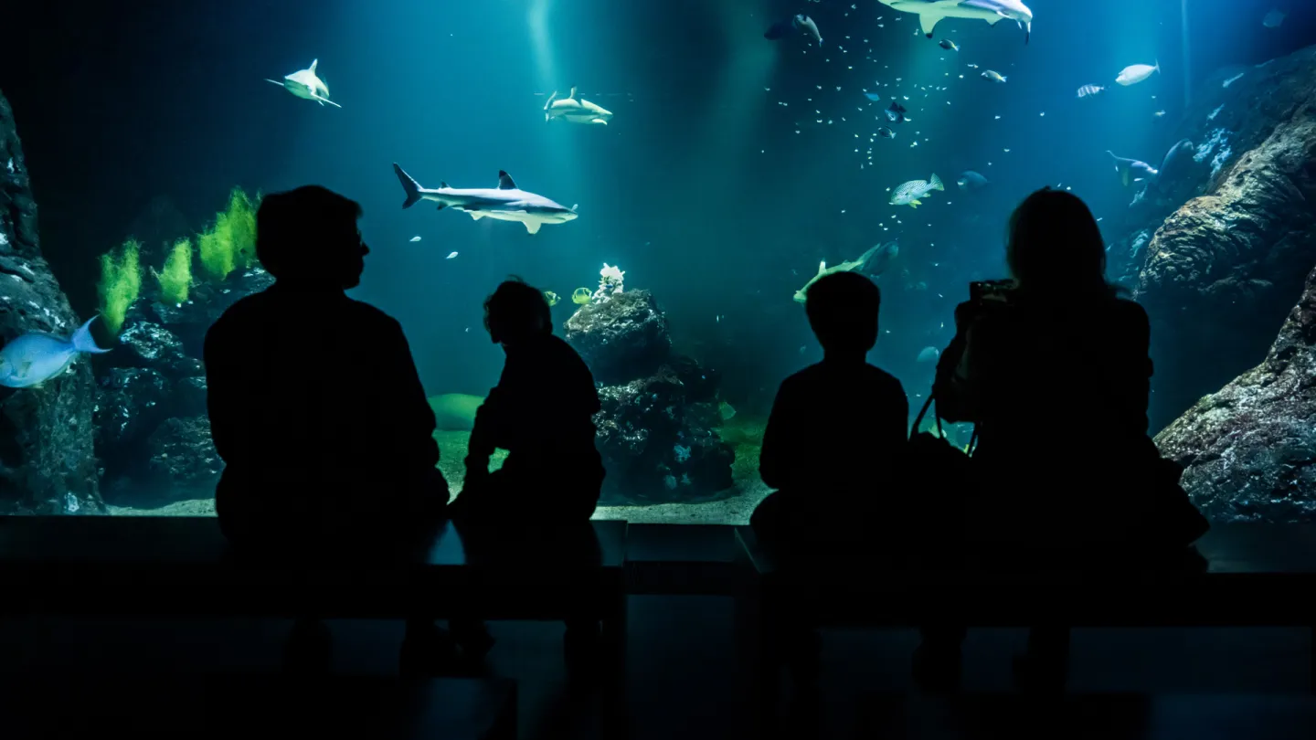 Framför oceantanken inne i Akvariehallen sitter en familj på en bänk och tittar på hajarna som simmar där inne.