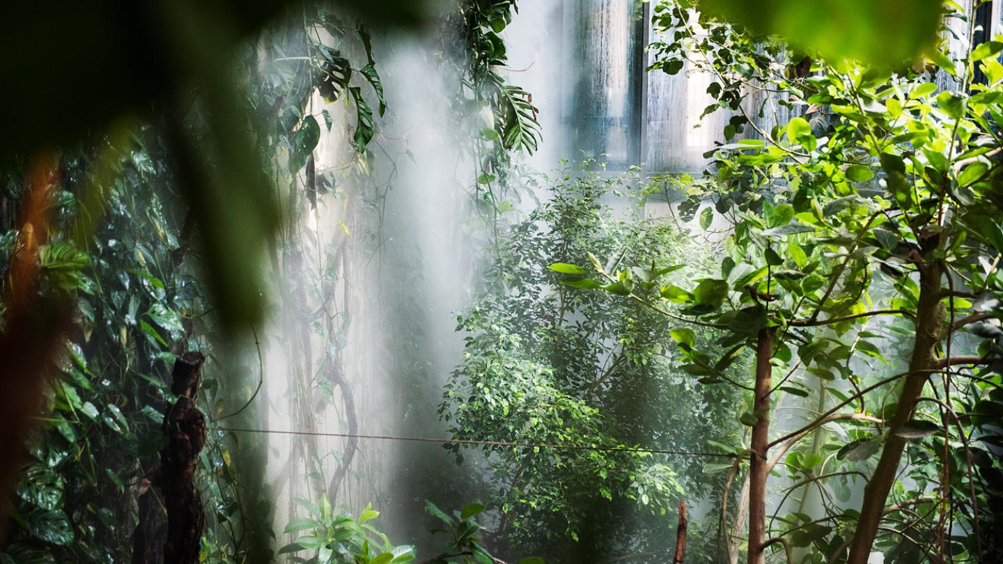 En tropisk regnskog mitt i Göteborg.