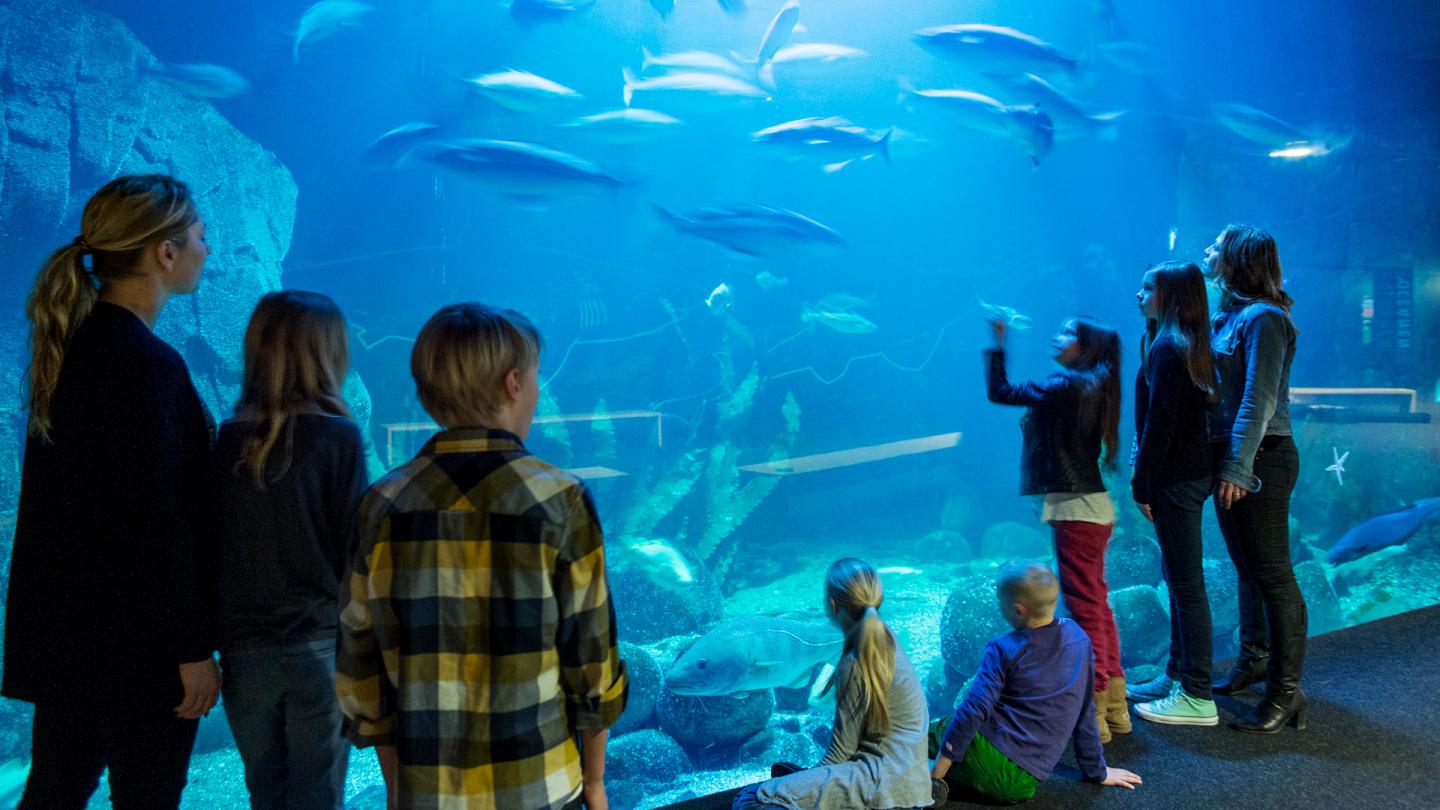 Besökare står framför västerhavstanken inne i Akvariehallen.