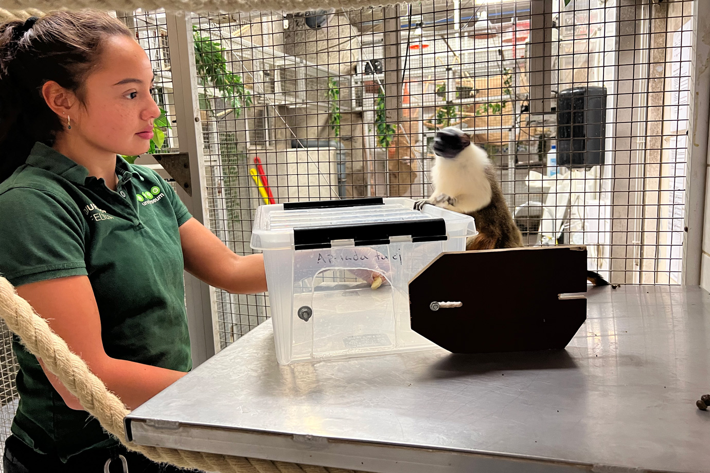 Djurvårdaren Felicia står inne i ett aphägn bakom Regnskogen. Hon förbereder aktiviteter för de tvåfärgade tamarinerna. En av tamarinerna klättrar upp på en låda jämte henne.